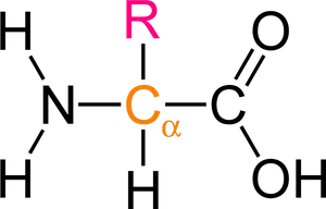 Amino Acid Structure Diagram PNG Image