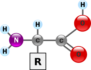 Amino Acids Contain A Carbon Bonded To An Amino Group, - Amino Acid Structure 3d, HD Png Download PNG with transparent background