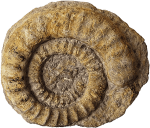 Fossil Png Page - Fossil Png, Transparent Png PNG with transparent background