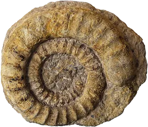 Ammonite Fossil Spiral Texture PNG Image