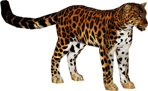 Amur Leopard - Zoo Tycoon 2 Amur Leopard, HD Png Download PNG image with transparent background
