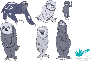 An Illustration Of Sloth Types, HD Png Download PNG image with transparent background