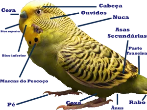 Anatomiade Periquito Australiano.png PNG Image