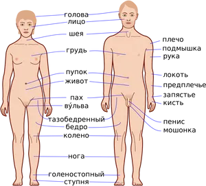 Anatomical Body Parts Labels Russian PNG Image