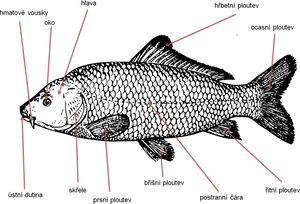 Anatomical Diagramof Carp PNG Image