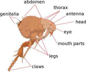 Anatomical Diagramofa Flea PNG Image