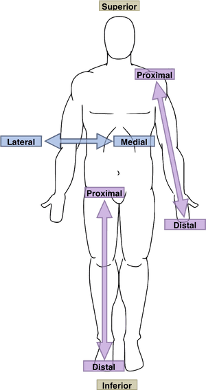 Anatomical Directions Human Body PNG image with transparent background