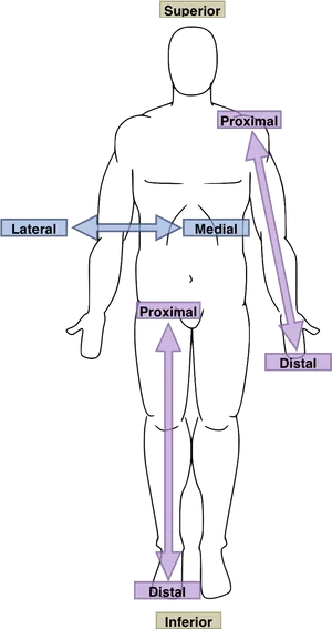 Anatomical Directions Human Body PNG Image