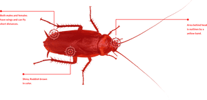 Red Cockroache - Leaf Beetle, HD Png Download PNG