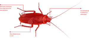 Anatomical Featuresof Cockroach PNG Image