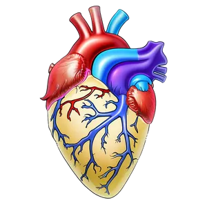 Anatomical Heart A PNG Image