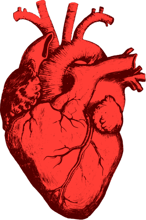 Transparent Toothache Clipart - Heart Shape In Our Body, HD Png Download PNG