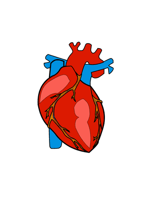 Body Heart Clipart - Transparent Background Human Heart Clipart, HD Png Download PNG image with transparent background