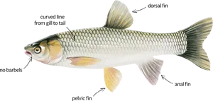 Anatomical Illustrationof Carp PNG Image