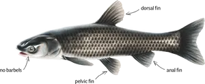 Anatomical Illustrationof Carp PNG Image