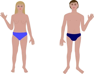 Anatomical Illustrationof Manand Woman PNG Image