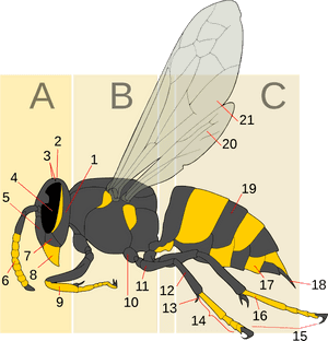 Anatomical_ Wasp_ Diagram PNG
