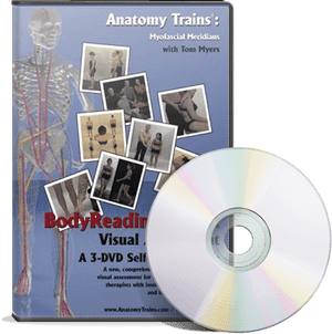 Anatomy Trains Myofascial Meridians D V D PNG image with transparent background