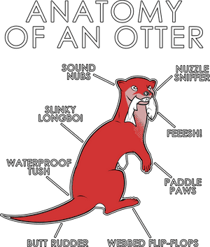 Otter Anatomy, HD Png Download PNG image with transparent background