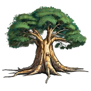 Ancient Acacia Tree Illustration Png Ixa24 PNG Image