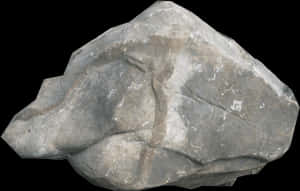Ancient Fossilized Leaf Impression Rock PNG with transparent background