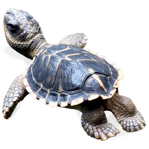 Ancient Leatherback Turtle Png 87 PNG Image