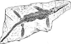 Line Art,blue Whale,nile Crocodile - Line Art, HD Png Download PNG with transparent background
