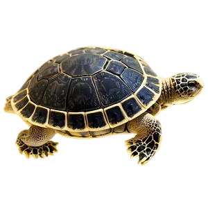 Ancient Turtle Fossil Png Wue PNG Image