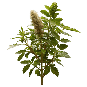 Ancient Wisdom Herb PNG 46 PNG with transparent background