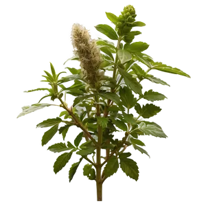 Ancient Wisdom Herb Png 46 PNG Image