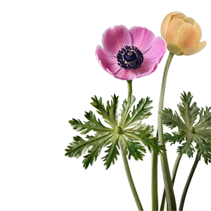 Anemone Botanical Art Png 06252024 PNG Image