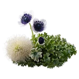 Anemone Fresh Look Png 29 PNG Image