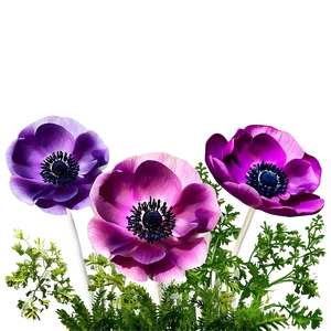 Anemone Garden Scene Png Hbr PNG Image