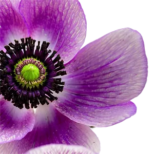 Anemone Macro Shot Png 52 PNG Image