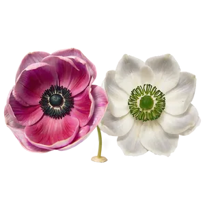 Anemone Macro Shot Png Xfe58 PNG Image