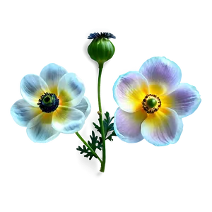 Anemone On White Background Png 06252024 PNG Image