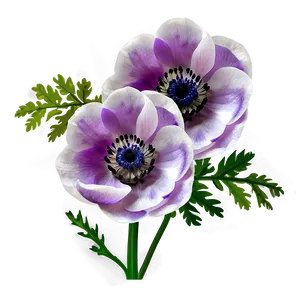 Anemone On White Background Png 51 PNG Image