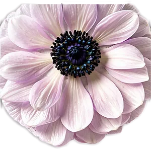 Anemone Petals Close-up Png 35 PNG Image