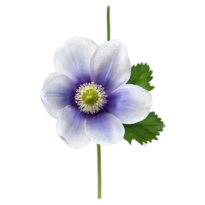 Anemone Transparent Background Png 76 PNG Image