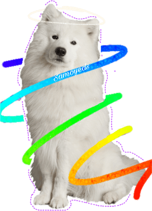 Transparent Samoyed Png - Japanese Spitz, Png Download PNG