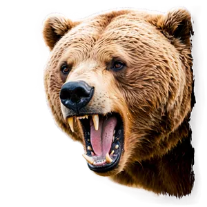 Angry Bear Face Picture Png 31 PNG Image