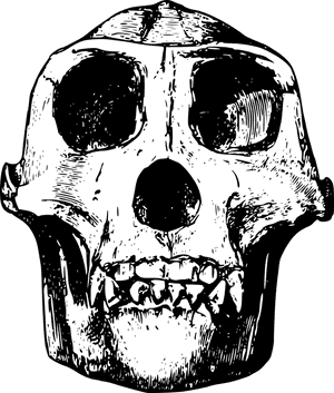 Animal, Bone, Gorilla, Head, Mammal, Skull - Gorilla Skull Line Art, HD Png Download PNG image with transparent background