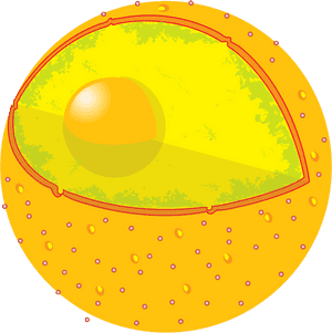 Cell Nucleus, HD Png Download PNG image with transparent background