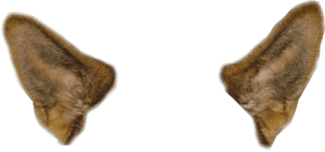 Dog Ear Clip Art, HD Png Download PNG with transparent background