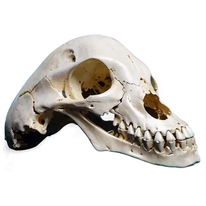 Animal Skull B PNG Image