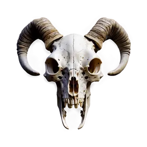 Animal Skull Illustration Png 48 PNG Image