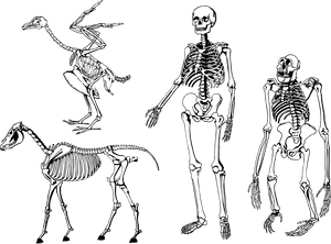 Animaland Human Skeletons Comparison PNG image with transparent background