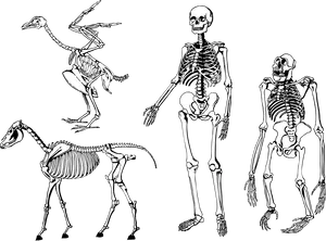 Animaland Human Skeletons Comparison PNG Image