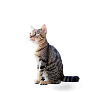 Animated Cat Filter Png Ijg PNG Image