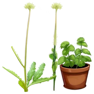 Animated Catnip Plant Png 52 PNG Image